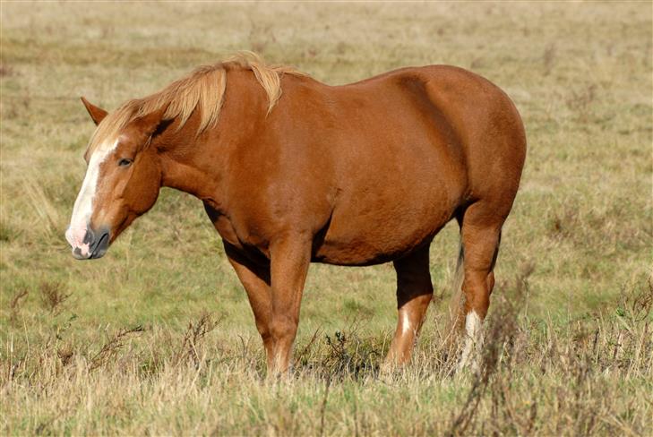 Santé et bien-être - CHEVAL QUEBEC