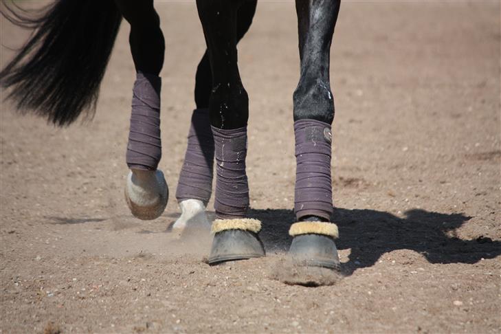 Créer un programme d'entraînement pour son cheval