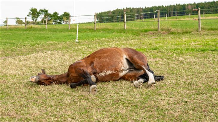 Formations Haras Nationaux sur le site d'Amboise : CAPTAV et premiers soins