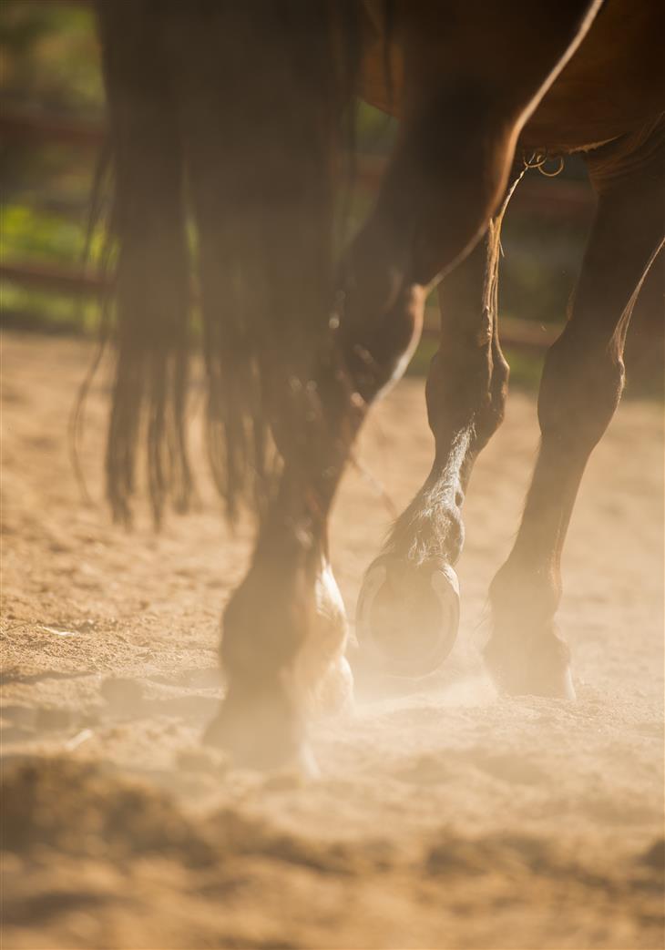 Santé et bien-être - CHEVAL QUEBEC